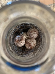 Thryothorus ludovicianus