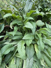 Symphytum officinale