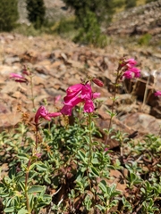 Penstemon newberryi