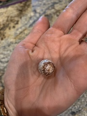 Thryothorus ludovicianus