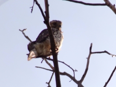 Buteo lineatus