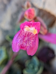 Penstemon newberryi