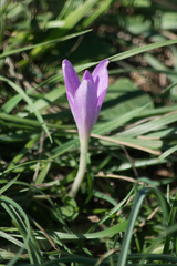 Colchicum autumnale