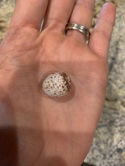 Thryothorus ludovicianus