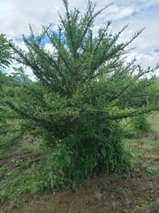 Crescentia alata