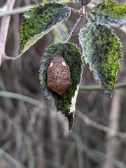 Solenosthedium bilunatum