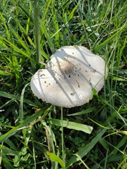 Chlorophyllum molybdites