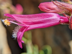 Penstemon newberryi