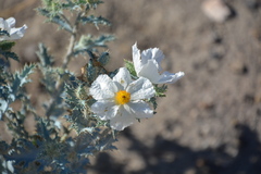 Argemone munita