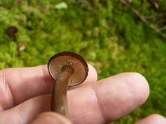 Lactarius lignyotus