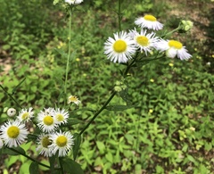 Erigeron