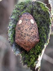 Solenosthedium bilunatum