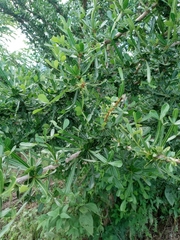 Crescentia alata