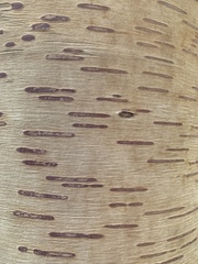 Betula alleghaniensis