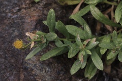 Erigeron petrophilus viscidulus