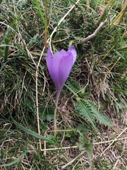 Crocus nudiflorus