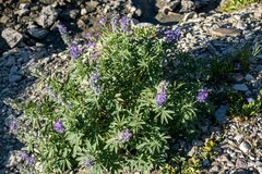 Lupinus argenteus