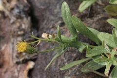 Erigeron petrophilus viscidulus