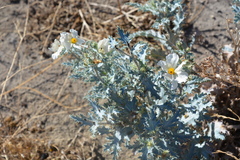 Argemone munita