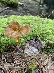 Craterellus lutescens