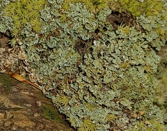Cladonia caespiticia