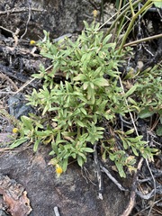 Erigeron petrophilus viscidulus