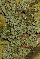 Cladonia caespiticia