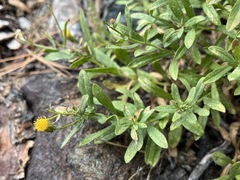 Erigeron petrophilus viscidulus
