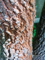 Trentepohlia umbrina