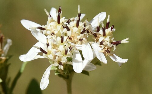 Oregon whitetop aster (Sericocarpus oregonensis)