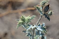 Argemone munita
