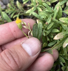 Erigeron petrophilus viscidulus