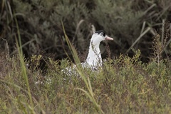 Anas platyrhynchos × Cairina moschata