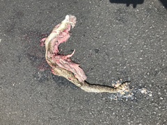 Crotalus polystictus