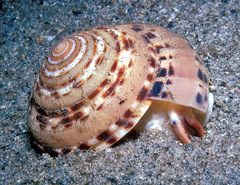 Architectonica modesta