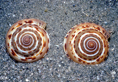 Architectonica modesta