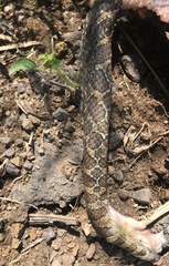 Crotalus polystictus