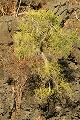 Euphorbia analalavensis