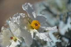 Argemone munita