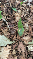 Maianthemum canadense