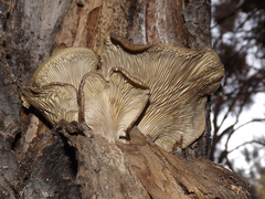Pleurotus ostreatus