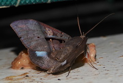 Ischyja inferna