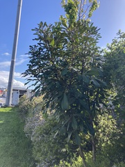 Photinia serratifolia