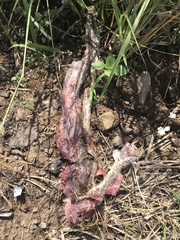 Crotalus polystictus