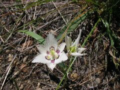 Calochortus lyallii
