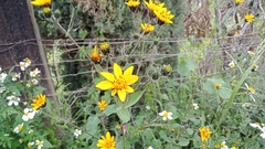 Simsia amplexicaulis