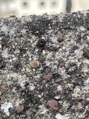 Cionus scrophulariae