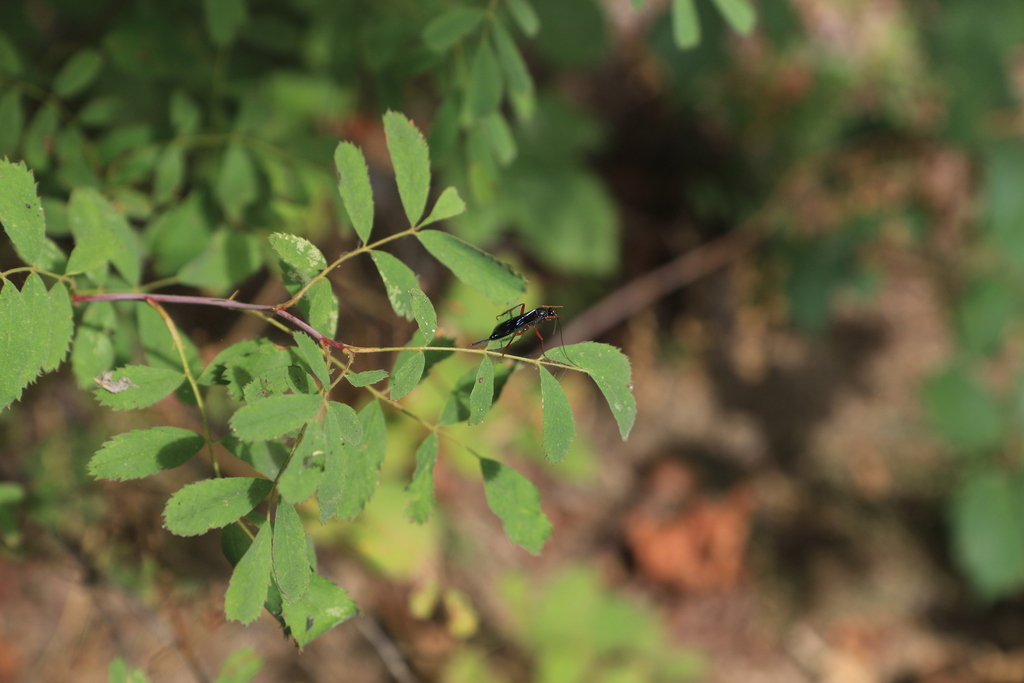 Pimpla sanguinipes