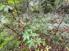 Rubus canadensis