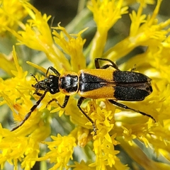 Chauliognathus deceptus